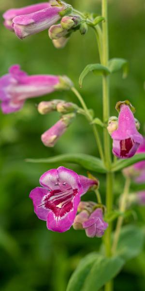 PENSTEMON 'Lilac and Burgundy'