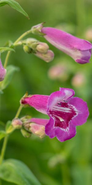 PENSTEMON 'Lilac and Burgundy'