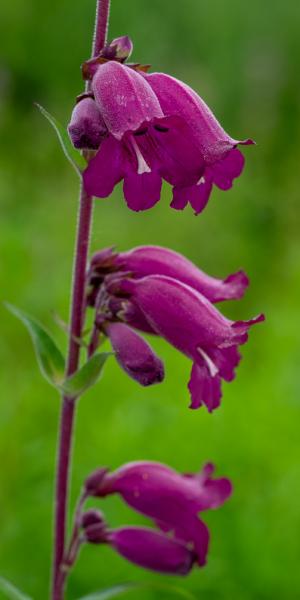 PENSTEMON 'Midnight'