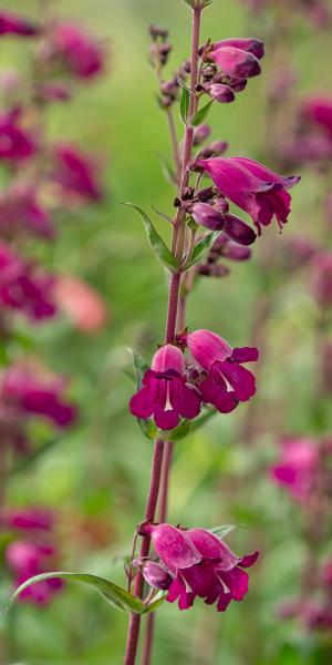 PENSTEMON 'Midnight'