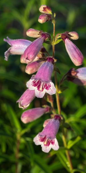 PENSTEMON 'Mother of Pearl'