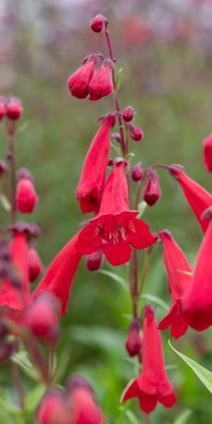 PENSTEMON 'Newbury Gem'