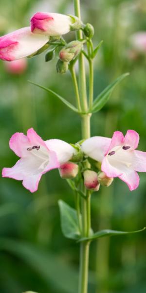 PENSTEMON 'Osprey'