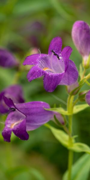 PENSTEMON 'Papal Purple'