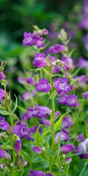 PENSTEMON 'Papal Purple'