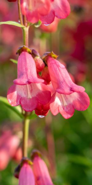 PENSTEMON 'Pennington Gem'