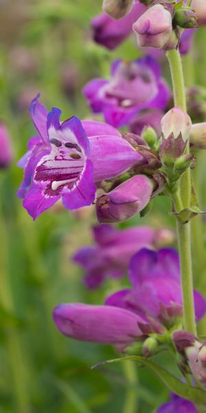 PENSTEMON 'Pensham Victoria Plum