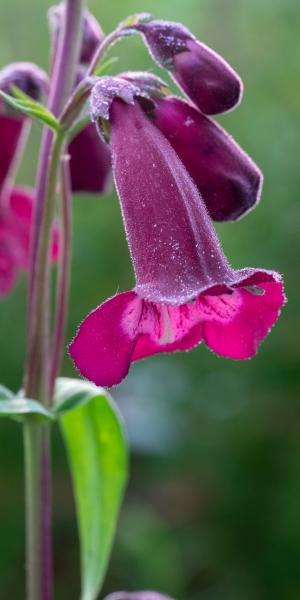 PENSTEMON 'Raven'