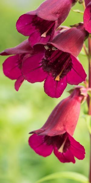 PENSTEMON 'Rich Ruby'