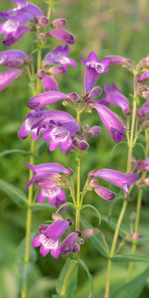 PENSTEMON 'Sour Grapes'