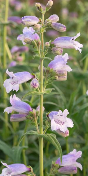 PENSTEMON 'Stapleford Gem'