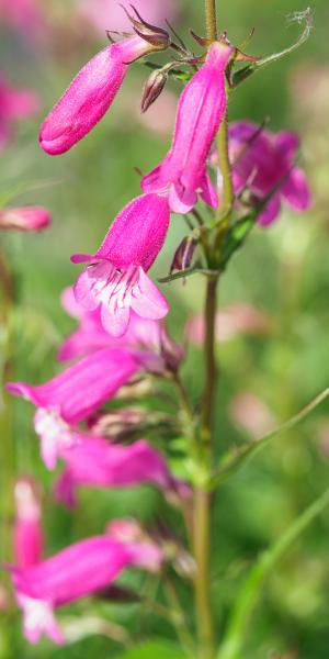 PENSTEMON 'Threave Pink'