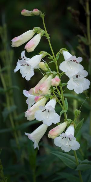 PENSTEMON 'White Bedder'