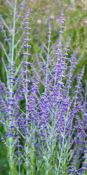 SALVIA atriplicifolia 'Little Spire' PBR