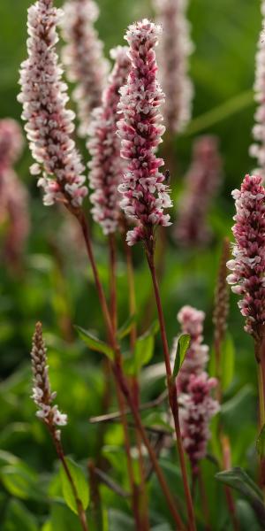 PERSICARIA affinis 'Superba' 