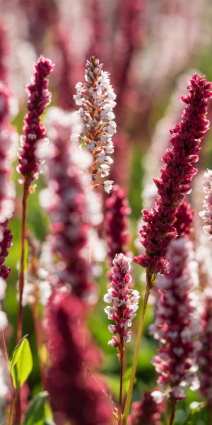 PERSICARIA affinis 'Superba' 