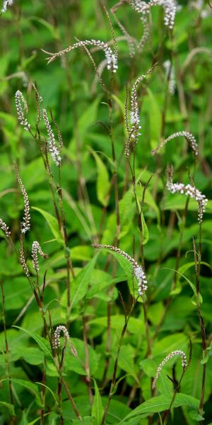 Bistorta amplexicaulis 'Alba'