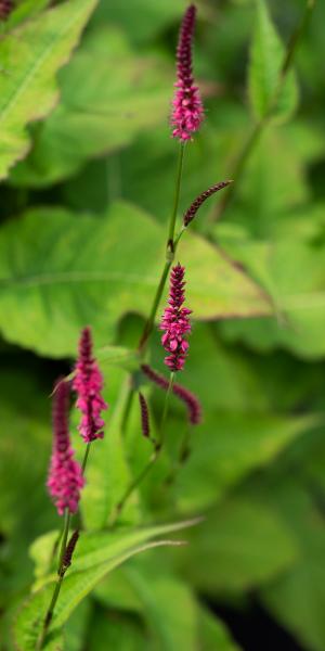 Bistorta amplexicaulis 'Firetail'