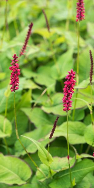 Bistorta amplexicaulis 'JS Caliente' PBR