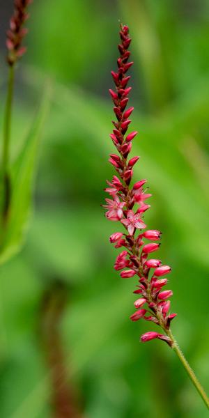 Bistorta amplexicaulis Orange Field ('Orangofield'PBR)