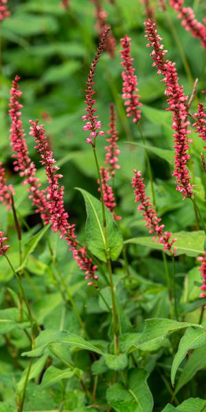 Bistorta amplexicaulis Orange Field ('Orangofield'PBR)