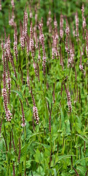 Bistorta amplexicaulis 'Rosea'