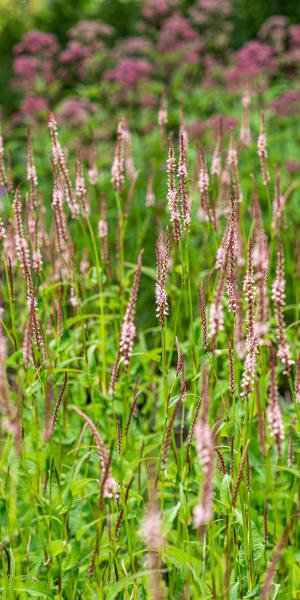 Bistorta amplexicaulis 'Rosea'