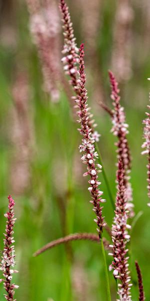 Bistorta amplexicaulis 'Rosea'