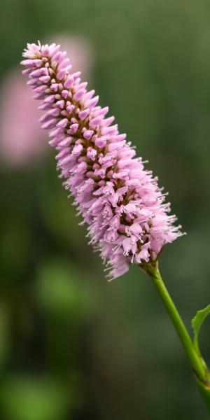 Bistorta officinalis 'Superba'