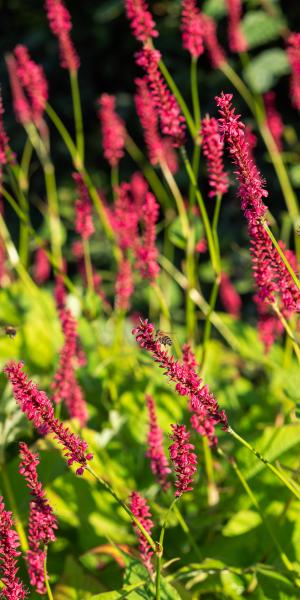 Bistorta amplexicaulis 'Firetail'