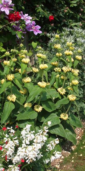 Phlomis russeliana