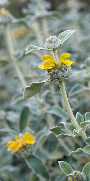 PHLOMIS anatolica 'Lloyd's Silver'