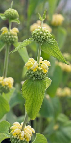 PHLOMIS russeliana