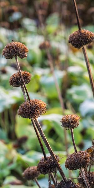 PHLOMIS russeliana seed heads