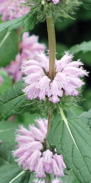 PHLOMOIDES tuberosa 'Amazone'