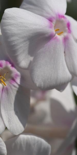 PHLOX maculata 'Delta'