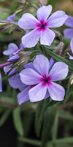 PHLOX divaricata subsp.laphamii 'Chattahoochee'