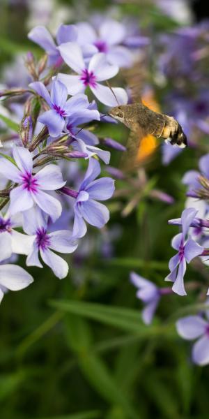 PHLOX divaricata subsp.laphamii 'Chattahoochee'