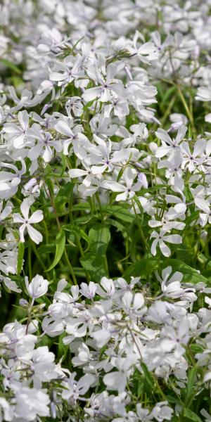 Phlox divaricata 'White Perfume'