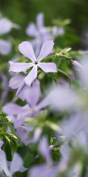 PHLOX divaricata 'Clouds of Perfume'