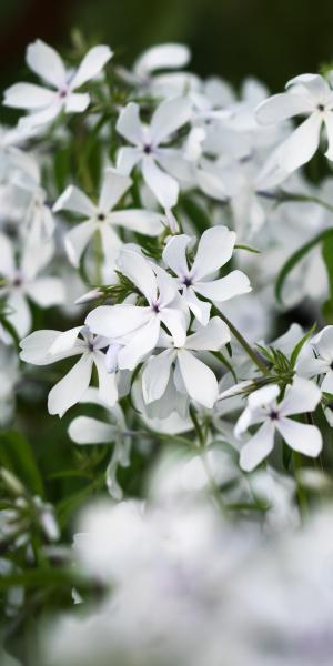 PHLOX divaricata 'May Breeze'