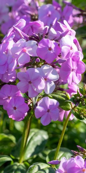 Phlox 'Fashionably Early Princess'