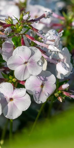 PHLOX 'Fashionably Early Crystal'