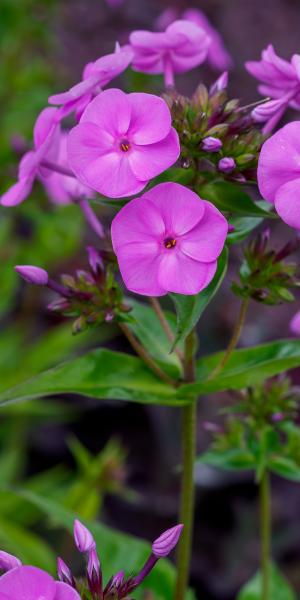 PHLOX 'Fashionably Early Flamingo'