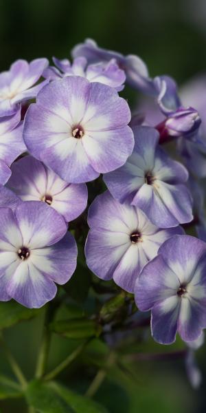 PHLOX paniculata 'Grey Lady'