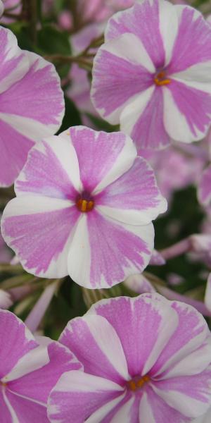 PHLOX maculata 'Natascha'