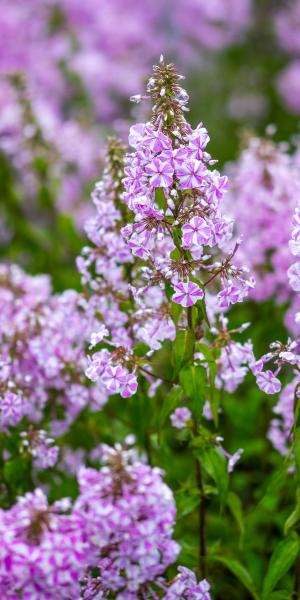 PHLOX maculata 'Natascha'