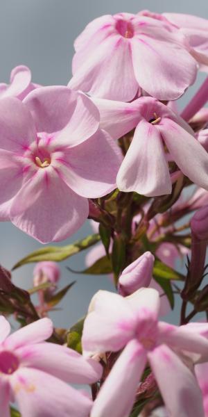 PHLOX paniculata 'Bosvigo Pink'