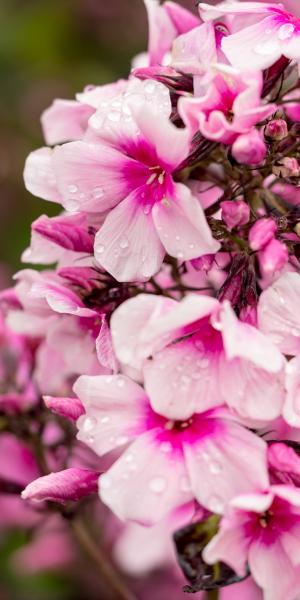 PHLOX paniculata 'Bright Eyes'