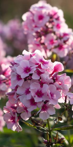 PHLOX paniculata 'Bright Eyes'